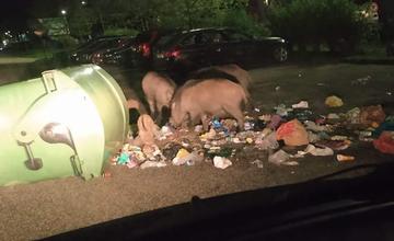 FOTO: Problémy s diviakmi na žilinskom sídlisku Hájik