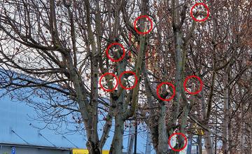 FOTO: Na ulici Vysokoškolákov niekto orezal stromy rastúce pri reklamnej ploche