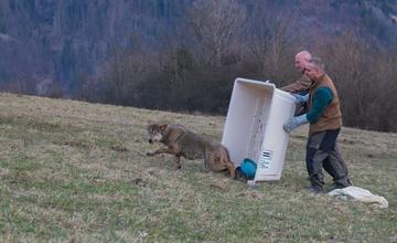 FOTO: Zranená vlčica, ktorú našli ležať na ceste na Kysuciach sa opäť vrátila do prírody