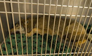FOTO: Zranená vlčica, ktorú našli ležať na ceste na Kysuciach sa opäť vrátila do prírody