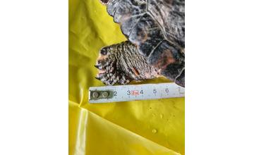 FOTO: Pri vodnom diele našli zakázanú korytnačku písmenkovú