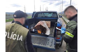 FOTO: Nelegálne zastrelená medvedica, ktorú prevážali traja Česi