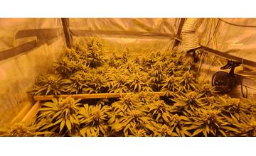 FOTO: Kysučan pestoval Cannabis v kôlni