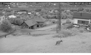 FOTO: Za neoprávnený lov jeleňa hrozí mužovi z Kysúc 5 rokov väzenia