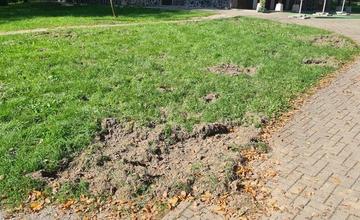 FOTO: Ihrisko v lesoparku rozryli diviaky