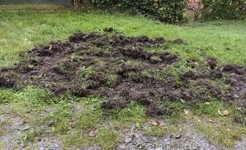 FOTO: Diviaky na ihriskách a žilinskej univerzite