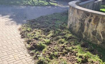 FOTO: Diviaky na ihriskách a žilinskej univerzite