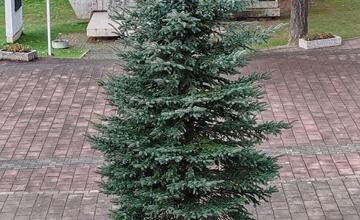 FOTO: V Stráňavách už majú vianočný stromček