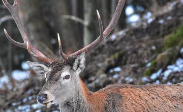 FOTO: Čarovné zábery vysokej zveri z liptovských lesov