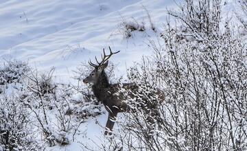 FOTO: Čarovné zábery vysokej zveri z liptovských lesov
