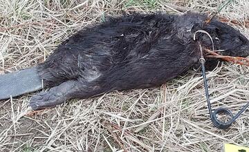 FOTO: Pytliaci na Liptove zlomili väzy chránenému bobrovi