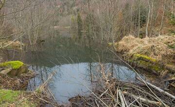 FOTO: Bobor vodný prispieva k udržiavaniu biotopov na Kysuciach