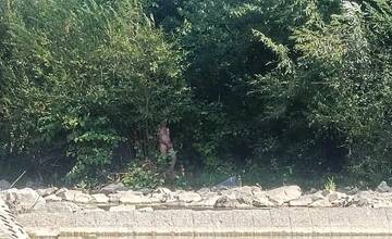 FOTO: Nahý muž, ktorý sa uspokojoval pri pumpe na Kysuciach
