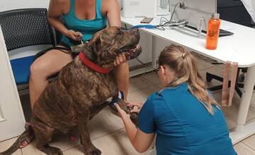 FOTO: Váš psík môže zachrániť život ďalšiemu. Kto môže byť psí darca?