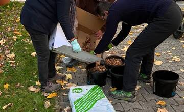 FOTO: Na Vlčincoch vysadili viac než 7-tisíc jarných kvetov