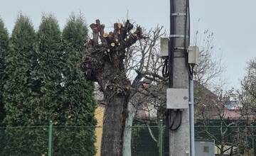 FOTO: Stromy v Malej Prahe po prvom aj druhom oreze