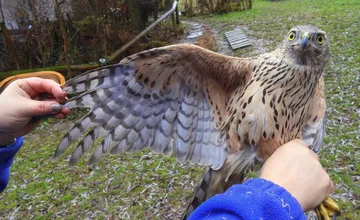 FOTO: Mladý jastrab s otrasom mozgu