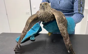 FOTO: Mladý jastrab s otrasom mozgu