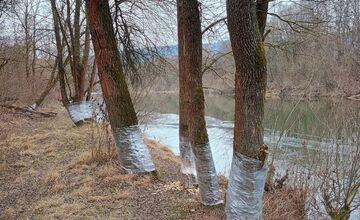 FOTO: Stromy na brehu rieky Váh niekto obalil do fólie