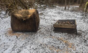 FOTO: Pri turistickom chodníku v Malej Fatre vzniklo vnadisko na medvede