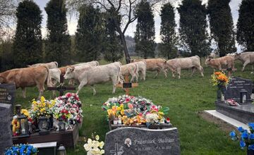 FOTO: V čase zákazu sa cintorínom na Kysuciach túlali kravy