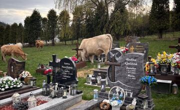 FOTO: V čase zákazu sa cintorínom na Kysuciach túlali kravy