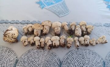 FOTO: Krásne jarné úlovky hubárov z Liptova