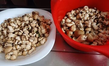 FOTO: Krásne jarné úlovky hubárov z Liptova