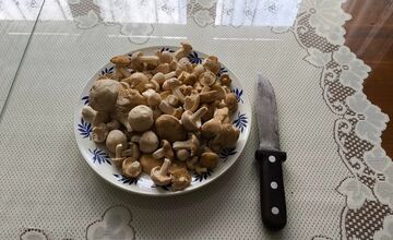 FOTO: Nádherné jarné úlovky hubárov v Žilinskom kraji