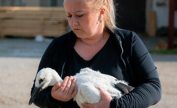 FOTO: Záchrana malých bocianov po smrti ich otca