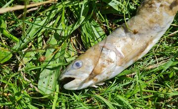 FOTO: Uhynuté živočíchy v znečistenom vodnom toku v Martine