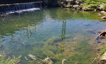 FOTO: Uhynuté živočíchy v znečistenom vodnom toku v Martine