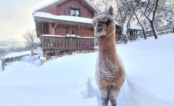 FOTO: Majiteľka zažila šok, internet sa baví. Lama z Kysúc ležala nehybne v snehu ako mŕtva 