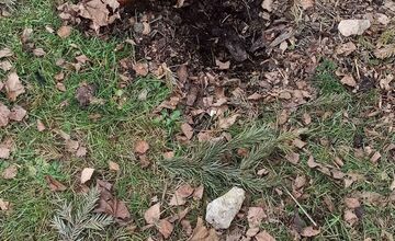 FOTO: Vandal na Vlčincoch? Niekto opakovane ničí súkromnú zeleň