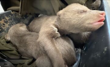 FOTO: Zoo Bojnice prijala tri siroty medveďa hnedého 
