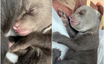 FOTO: My sme les reaguje na zásah pri Ružomberku: Medvedica sa podľa nich bránila