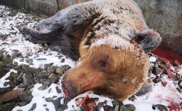 FOTO: Vlak pri Hornej Štubni zrazil medveďa. Incident opäť zverejnil štátny tajomník Kuffa