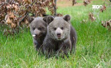 FOTO: Osirelé medvieďatá z Bojníc