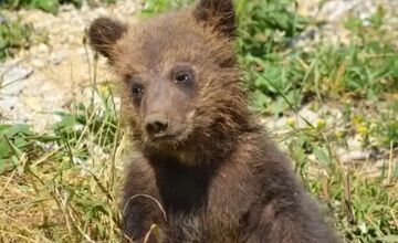 FOTO: Osirelé medvieďatá z Bojníc