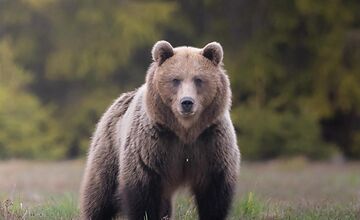 FOTO: Fotografi tri dni hľadali medvede na Liptove. Podarilo sa im to až na tretí pokus