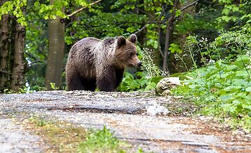 FOTO: Fotografia medveďa pri Veľkej Fatre vyvolala ostrú diskusiu o bezpečnosti aj ochrane šeliem
