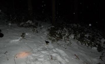 Po naháňačke v snehu chytili zlodejov, ktorí vykradli potraviny